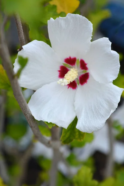 Red Heart Rose Sharon Латинское Название Hibiscus Syriacus Red Heart — стоковое фото