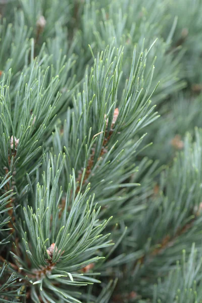 Scotch Pine Λατινική Ονομασία Pinus Sylvestris Watereri — Φωτογραφία Αρχείου