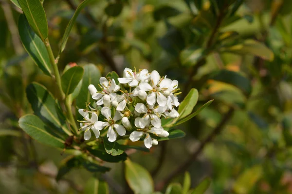 Cloven Gum Box White Flowers Latin Name Escallonia Bifida — стокове фото