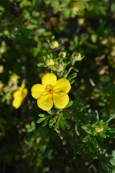 Shrubby Cinquefoil Sommerflor Yellow Flower Latin Name Potentilla Fruticosa Sommerflor — Stock Photo, Image