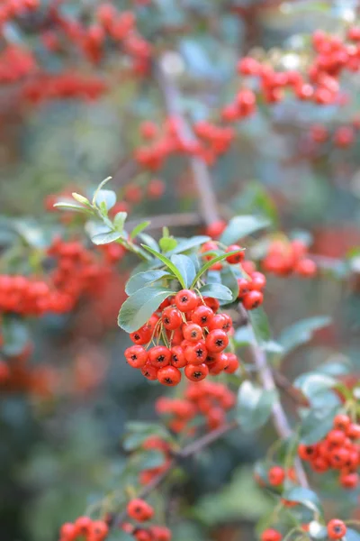 Keskeny Levelű Tűztövis Latin Név Pyracantha Angustifolia — Stock Fotó