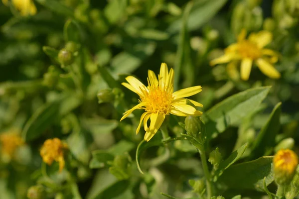 Sticky Fleabane Латинское Название Dittrichia Viscosa — стоковое фото