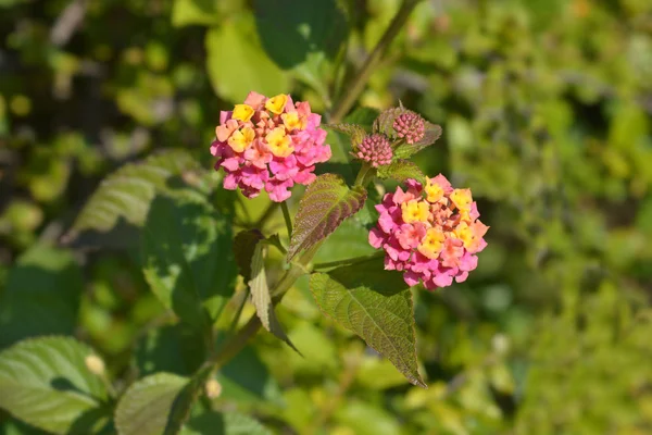 Flor Verbena Arbusto Rosa Amarillo Nombre Latino Lantana Camara — Foto de Stock