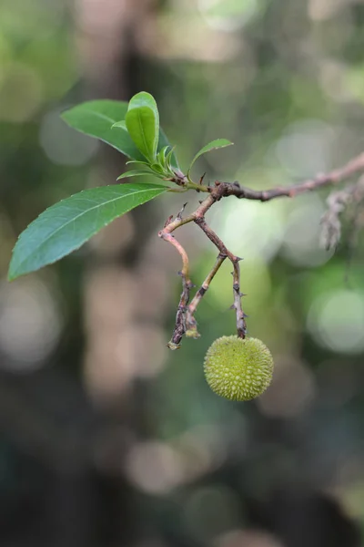 Strawberry Tree Unripe Fruit Латинское Название Arbutus Unedo — стоковое фото