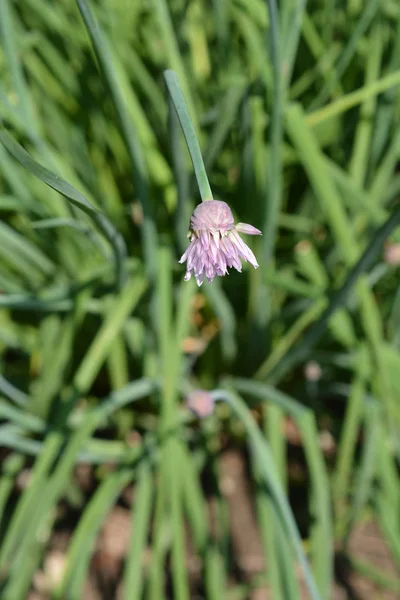Close Pink Chives Flower Latin Name Allium Schoenoprasum — Stock Photo, Image