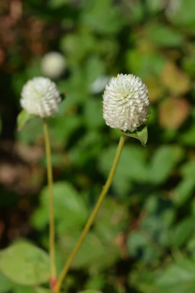 Fehér Gömb Amaranth Latin Név Gomphrena Globosa Alba — Stock Fotó