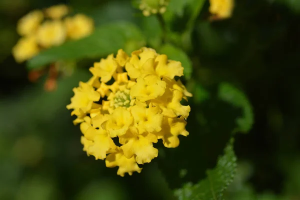 Fleur Verveine Arbustive Jaune Nom Latin Lantana Camara — Photo