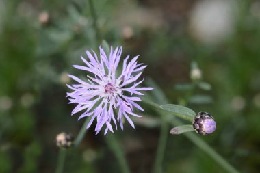 Hırvat endemik çiçek - Latince adı - Centaurea friderici subsp. jabukensis
