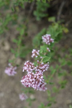 Genel marjoram pembe çiçekleri - Latince adı - Origanum vulgare