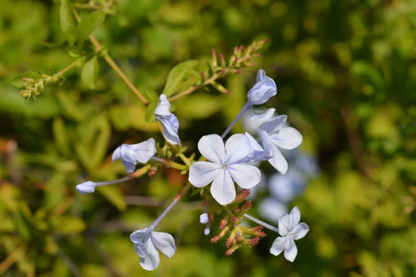 Mavi Plumbago Latince Adı Plumbago Auriculata — Stok fotoğraf