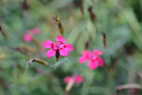 Jungfrau Rosa Blinklichter Lateinischer Name Dianthus Deltoides Blinklichter — Stockfoto