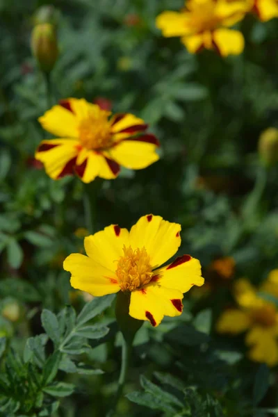 Caléndula Francesa Majestic Nombre Latino Tagetes Patula Nana Majestuoso —  Fotos de Stock