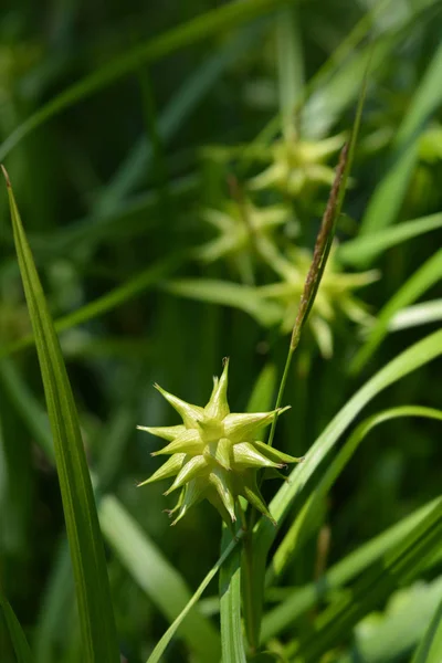 Sedge Grays Nome Latino Carex Grayi — Fotografia de Stock