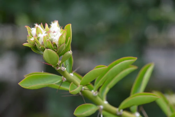 Cactus Rosa Nombre Latín Pereskia Bleo — Foto de Stock