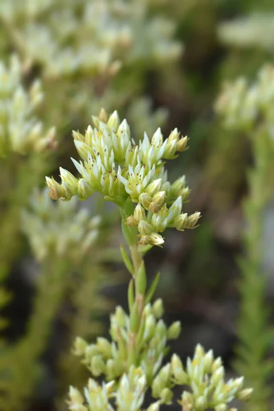 European Stonecrop Latin Name Sedum Ochroleucum — Stock Photo, Image