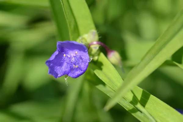 Flor Araña Cerca Nombre Latino Tradescantia Virginiana —  Fotos de Stock