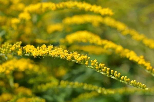 Wysokie Kwiaty Goldenrod Łacińska Nazwa Solidago Altissima — Zdjęcie stockowe