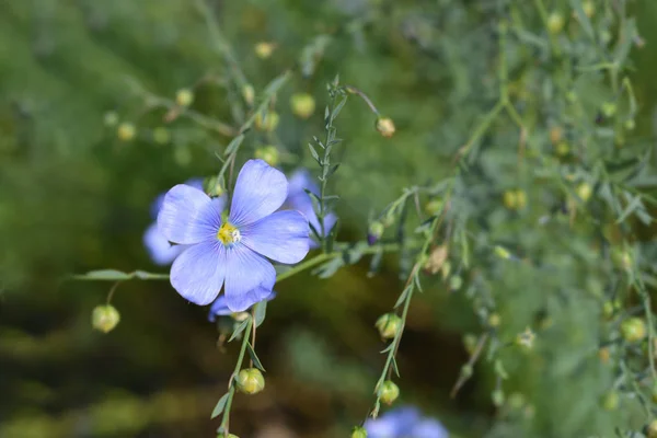 Primo Piano Del Fiore Blu Lino Alpino Nome Latino Linum — Foto Stock