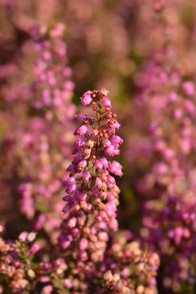 Brezo Campana Rosa Nombre Latín Erica Gracilis — Foto de Stock