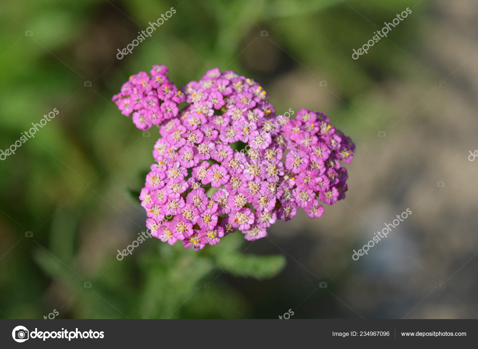 Summer Pastels yarrow - Latin name - Achillea millefolium Summer Pastels  9
