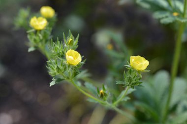 Sülfür cinquefoil sarı çiçek - Latince adı - Potentilla recta