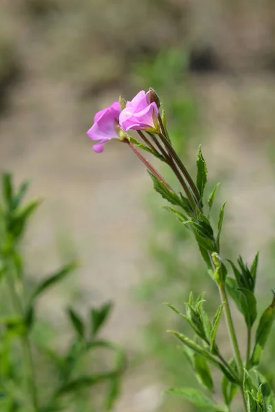 Wielkie Owłosione Willowherb Różowe Kwiaty Nazwa Łacińska Epilobium Hirsutum — Zdjęcie stockowe