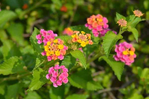 Buske Verbena Blommor Närbild Latinskt Namn Lantana Camara — Stockfoto
