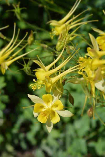 Golden Columbine Latinskt Namn Aquilegia Chrysantha — Stockfoto