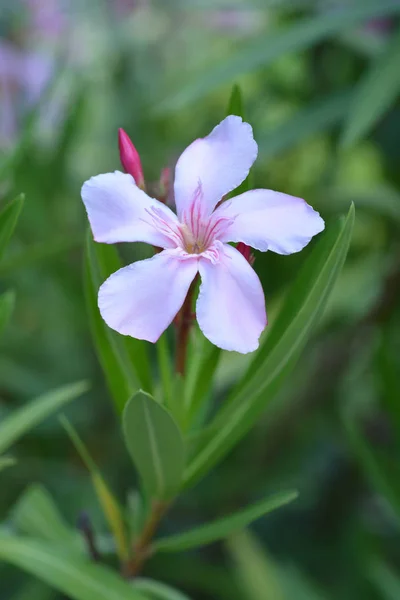 Oleander Zwyczajny Blady Różowy Kwiat Nazwa Łacińska Nerium Oleander — Zdjęcie stockowe