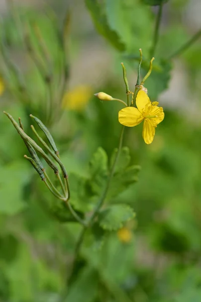 Yellow Greater Celandine Flower Латинское Название Chelidonium Majus — стоковое фото