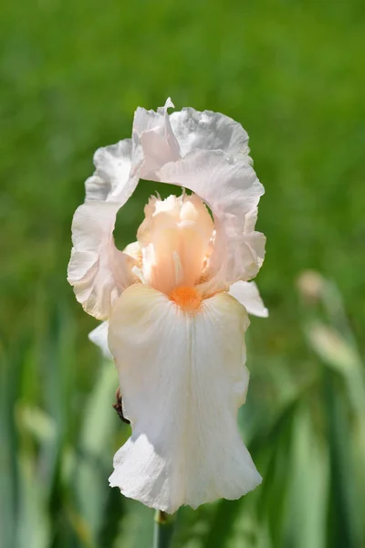 Lang Baard Meisje Vrijdag Irisbloem Latijnse Naam Iris Barbata Elatior — Stockfoto