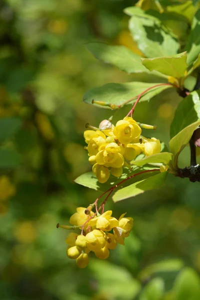 Himálajský Ječmen Latinský Název Berberis Umbellata — Stock fotografie