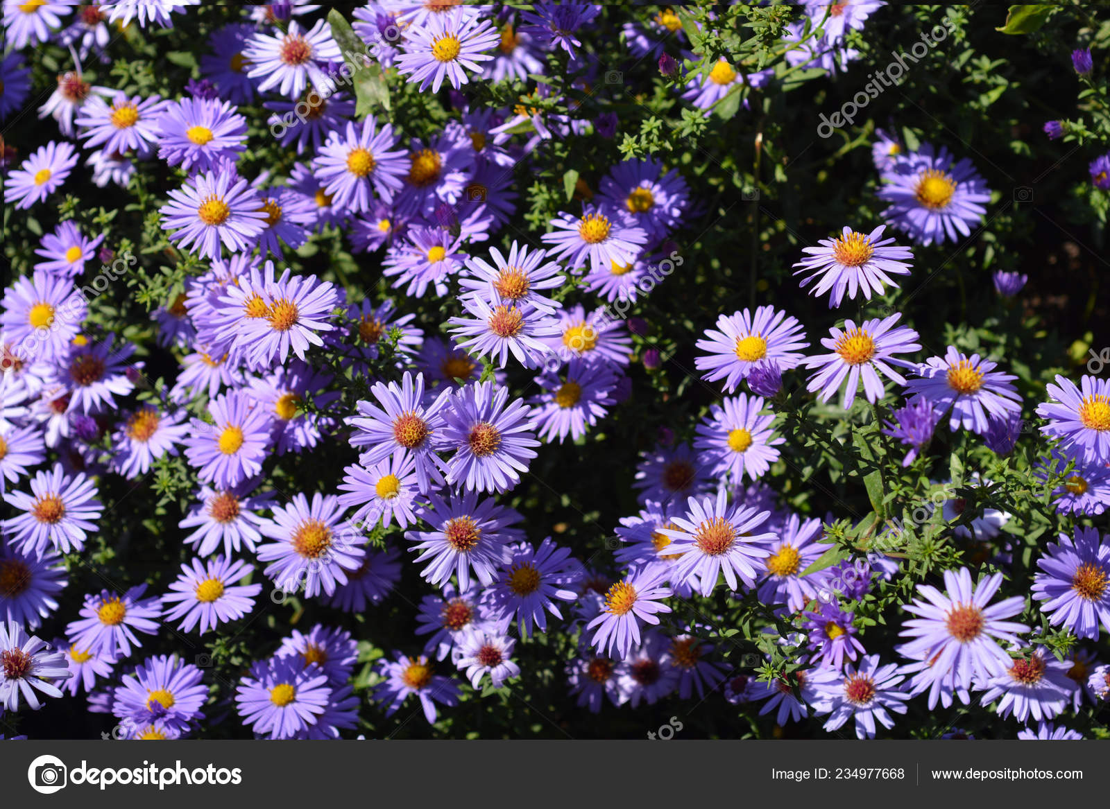 Aster Professor Kippenberg - Latin name - Aster dumosus Professor  Kippenberg 11