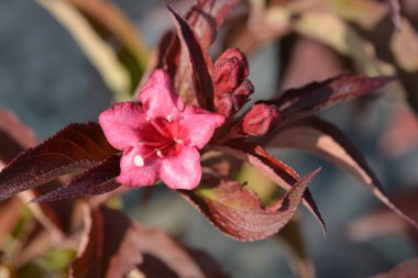 Bristol Ruby Weigela - Latince adı Weigela Bristol Ruby