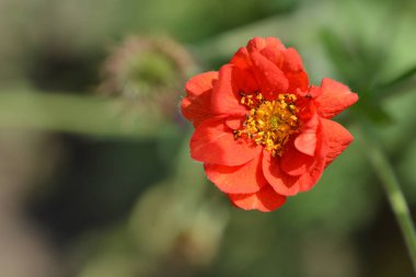 Cinquefoil Gibson Scarlet - Latince adı - Potentilla Gibson Scarlet