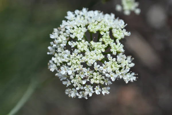 Κοντινό Πλάνο Του Περονόσπορου Λευκό Λουλούδι Λατινική Ονομασία Oenanthe Pimpinelloides — Φωτογραφία Αρχείου