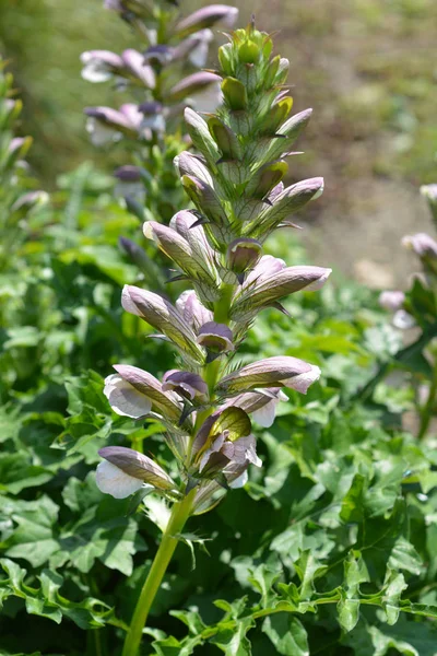 Balkan Bears Breeches Flower Latin Name Acanthus Hungaricus Acanthus Balcanicus — Stock Photo, Image