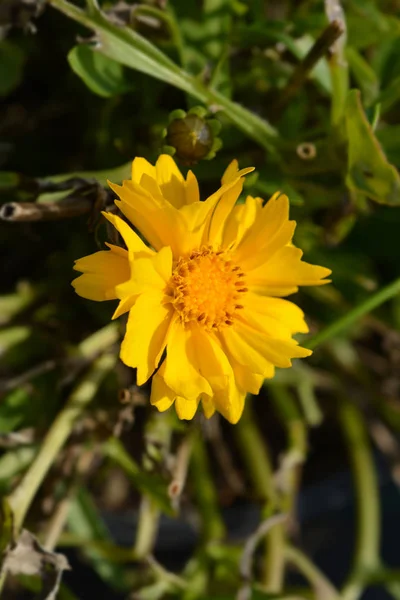 Tickseed Corey Yellow Łacińska Nazwa Coreopsis Grandiflora — Zdjęcie stockowe