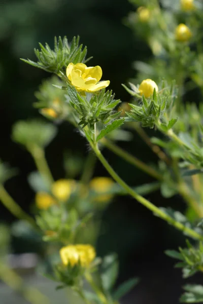 Cinquefoil Siarki Żółty Kwiat Nazwa Łacińska Potentilla Recta — Zdjęcie stockowe