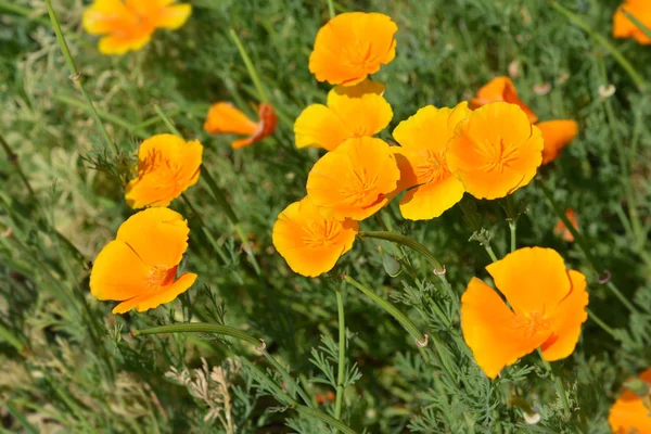 Primo Piano Fiore Papavero Oro Nome Latino Eschscholzia Californica — Foto Stock