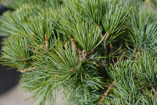 Tempelhof Japanese White Pine Латинська Назва Pinus Parviflora Tempelhof — стокове фото