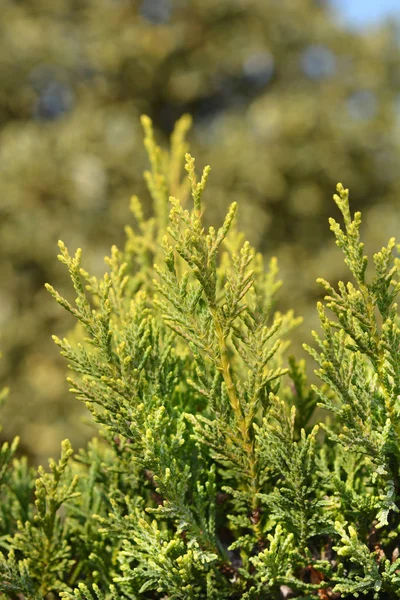 Leyland Cypress Castlewellan Gold Nom Latin Cupressocyparis Leylandii Castlewellan Gold — Photo