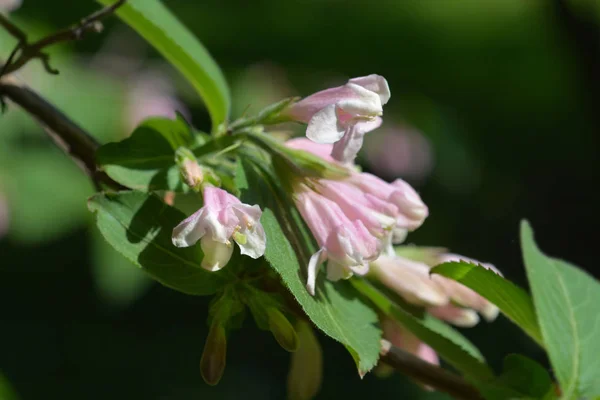 Japońskie Weigela Blado Różowe Kwiaty Łacińska Nazwa Weigela Japonica Var — Zdjęcie stockowe