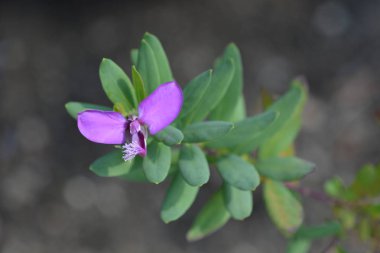 Myrtle yapraklı süt otu - Latince adı - Polygala myrtifolia
