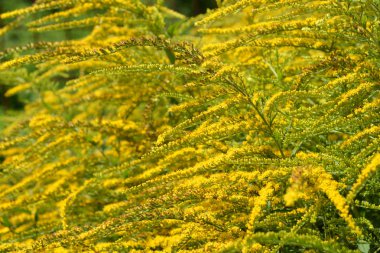 Uzun altın sarısı çiçekler - Latince adı - Solidago altissima