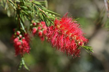 Kırmızı şişe fırçası çiçekleri - Latince adı - Callistemon coccineus (Melaleuca rugulosa)