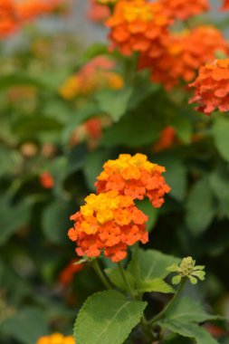 Çalı portakalı çiçeği yakın plan - Latince adı - Lantana Camara