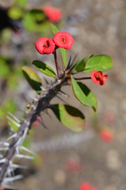 Christs thorn - Latin name - Euphorbia milii var. milii clipart