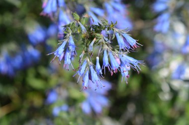 Balkan endemik mavi çiçeği - Latince adı - Moltkia petraea