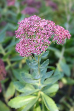 Live-Forever hendek stonecrop - Latince adı - bahçedeki telephium (bahçedeki purpurascens)